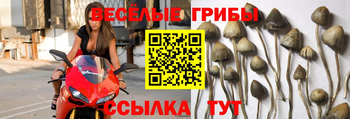 магазин продажи   Вход с VPN  Корсаков  Галлюциногенные грибы мухоморы 